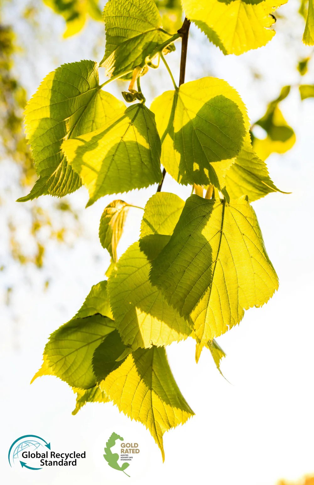 Sustainability at Feronia